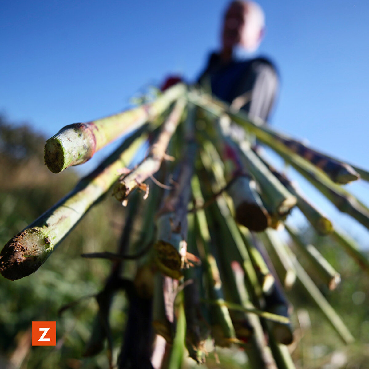 Sabahın erken saatlerinde hasat için aileleri ve komşularıyla imece usulü arazilerine giden köylüler, önce geleneksel yöntem olan bağ bıçağı ile şeker kamışlarını kesiyor, daha sonra hasadını traktöre yüklüyor. 