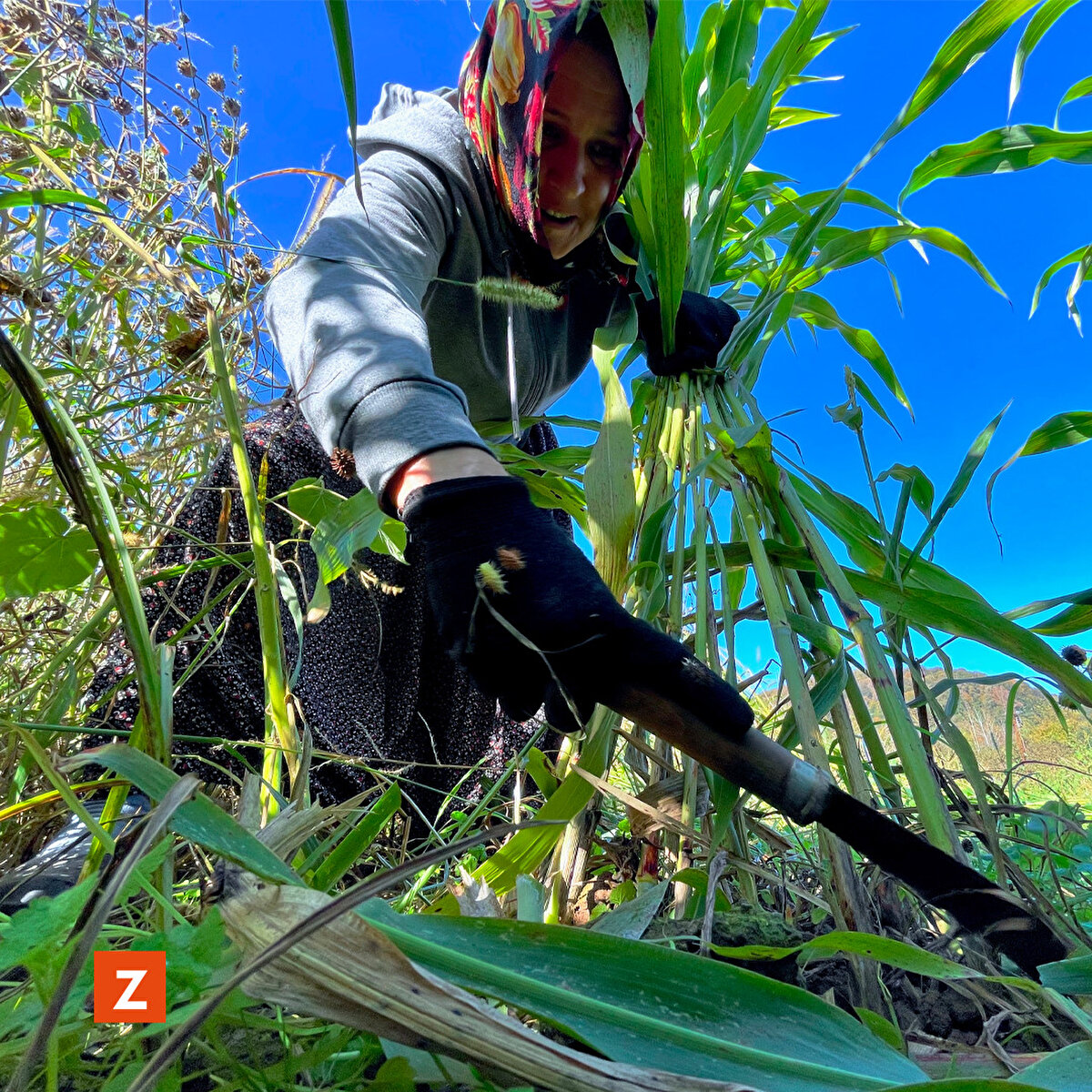 Düzce'nin Akçakoca ilçesinde yaşayan köylüler, dedelerinden kalan geleneksel yöntemlerle hazırladığı şeker kamışından pekmez yapımını her yıl gerçekleştirerek yaşatmaya çalışıyor. 