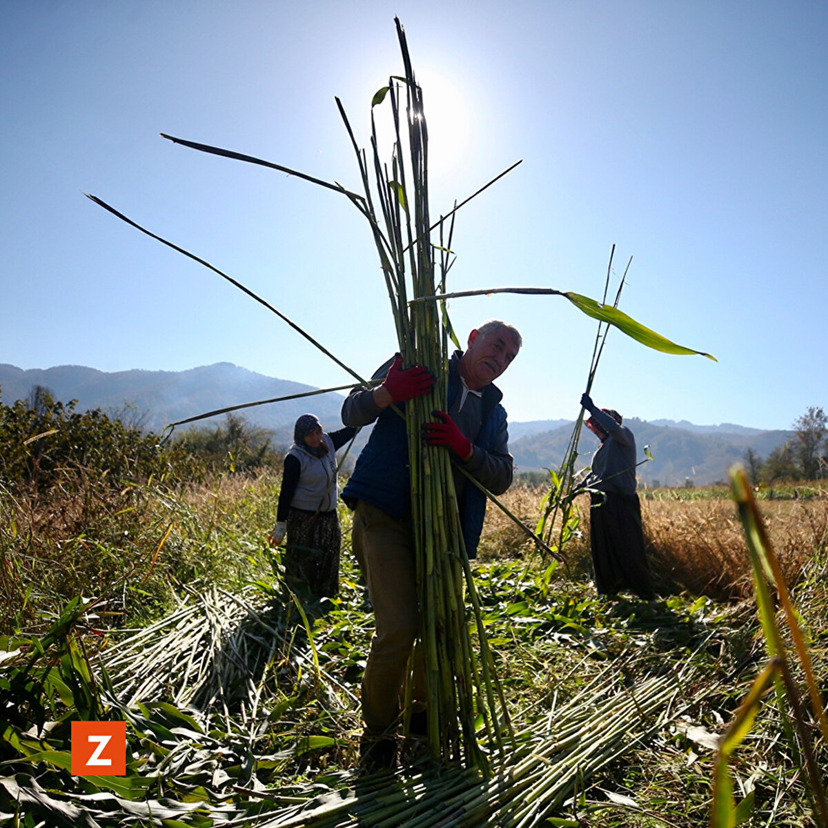 Düzce'nin Akçakoca ilçesine bağlı Altunçay köyünde yaşayanlar, geleneksel yöntemlerle yetiştirdikleri şeker kamışlarını imece usulü toplayıp 150 yıllık mengenede sıkarak pekmeze dönüştürüyor. 