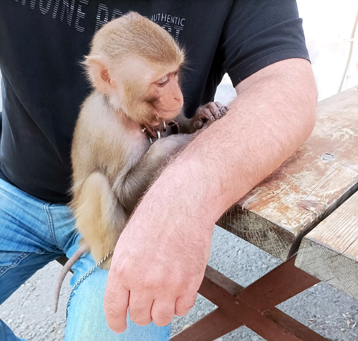 Çukurova ilçesi Karslılar Mahallesi'ndeki piknik ve mesire alanında yürüyüş yapanlar, bankların üzerinde yatan tasmalı bir makak maymunu gördü. 