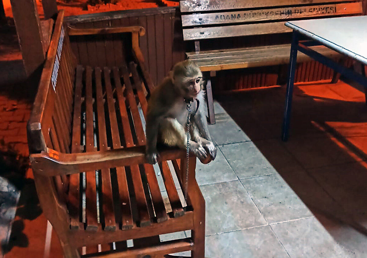 Doğa Koruma ve Milli Parklar Bölge Müdürlüğü ekiplerine verilen maymun, Tarsus Hayvan Parkı'na teslim edildi.