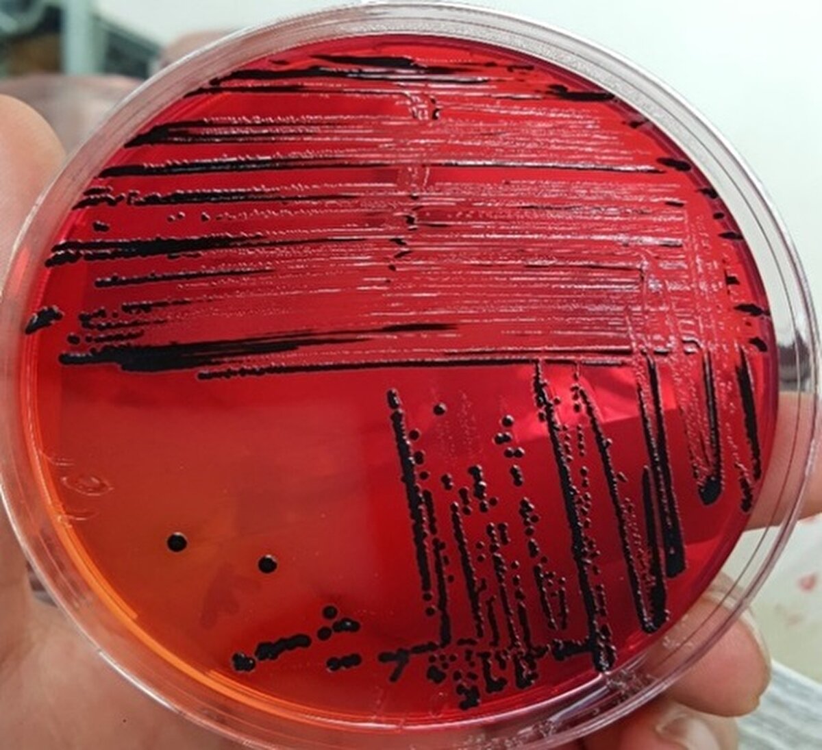 Çalışmada ürünlerin mikrobiyolojik açıdan kirli olduğu ortaya kondu.