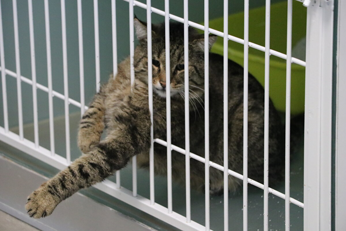 Bitlis'in Adilcevaz ilçesinde köpek ısırması sonrası kuduz tanısı konulan Mustafa Erçetin'in (10) ölümü, kuduz vakaları ile ilgili soruları beraberinde getirdi. Veteriner hekim Prof. Dr. Serkal Gazyağcı, kuduz vakalarının her sene görüldüğünü belirterek, "Kuduzun sıklığı ve kuduza karşı olan korumada sağlık kuruluşlarına başvurunun çok olduğu biliniyor. En son Kırıkkale'de 2014 senesinde 4 defa karşılaştık. Dönem dönem Türkiye'nin değişik yerlerinde de vakalar çıktığı bilinmekte. Tecrübeme dayanarak, 2014 senesinde şahsen gördüğüm ve tespit ettiğim 4 vaka var. Bunların 3'ü inekten, 1'i ise sokak köpeği ısırması sonucu kuduz oldu" diye konuştu. 