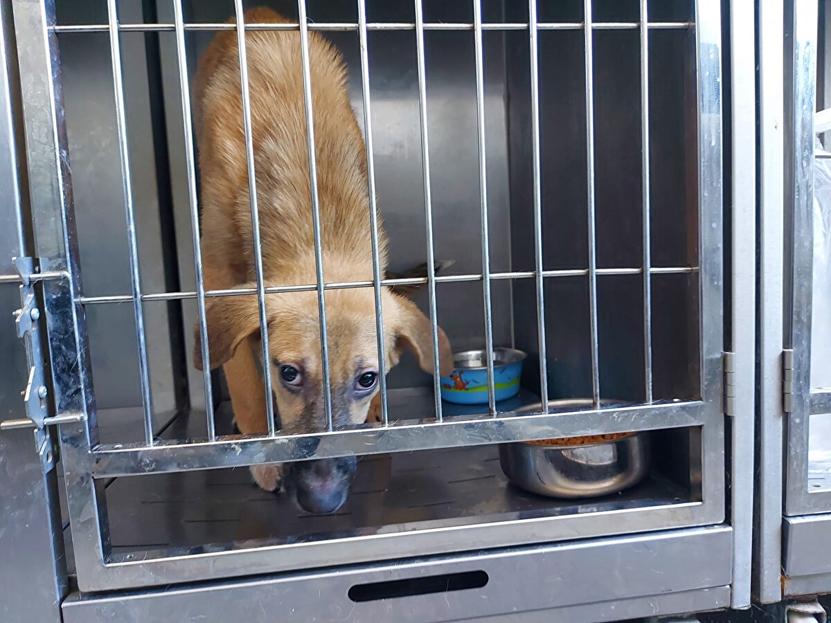 'KUDUZUN BİR BULAŞIM SİSTEMİ VAR'<br>Kuduzun döngüsü olduğunu söyleyen Prof. Dr. Gazyağcı, "Kuduzun bir bulaşım sistemi var. Bunlardan en önemlisi, yaban hayatı. Yaban hayatında kurt, çakal, tilki ve yer altında gelincikler, bunlar gibi vakalar ya direk insanı ısırarak bulaş yapabilir ya da ev ile çiftlik hayvanlarını ısırarak, bunlar üzerinden bulaşı sağlayabilir. Bu bir döngüdür ya da ülkemizde olmamakla birlikte bazı ülkelerde yarasadan da bu şekilde, kuduz vakaları geçtiği çok iyi bilinmektedir" dedi.