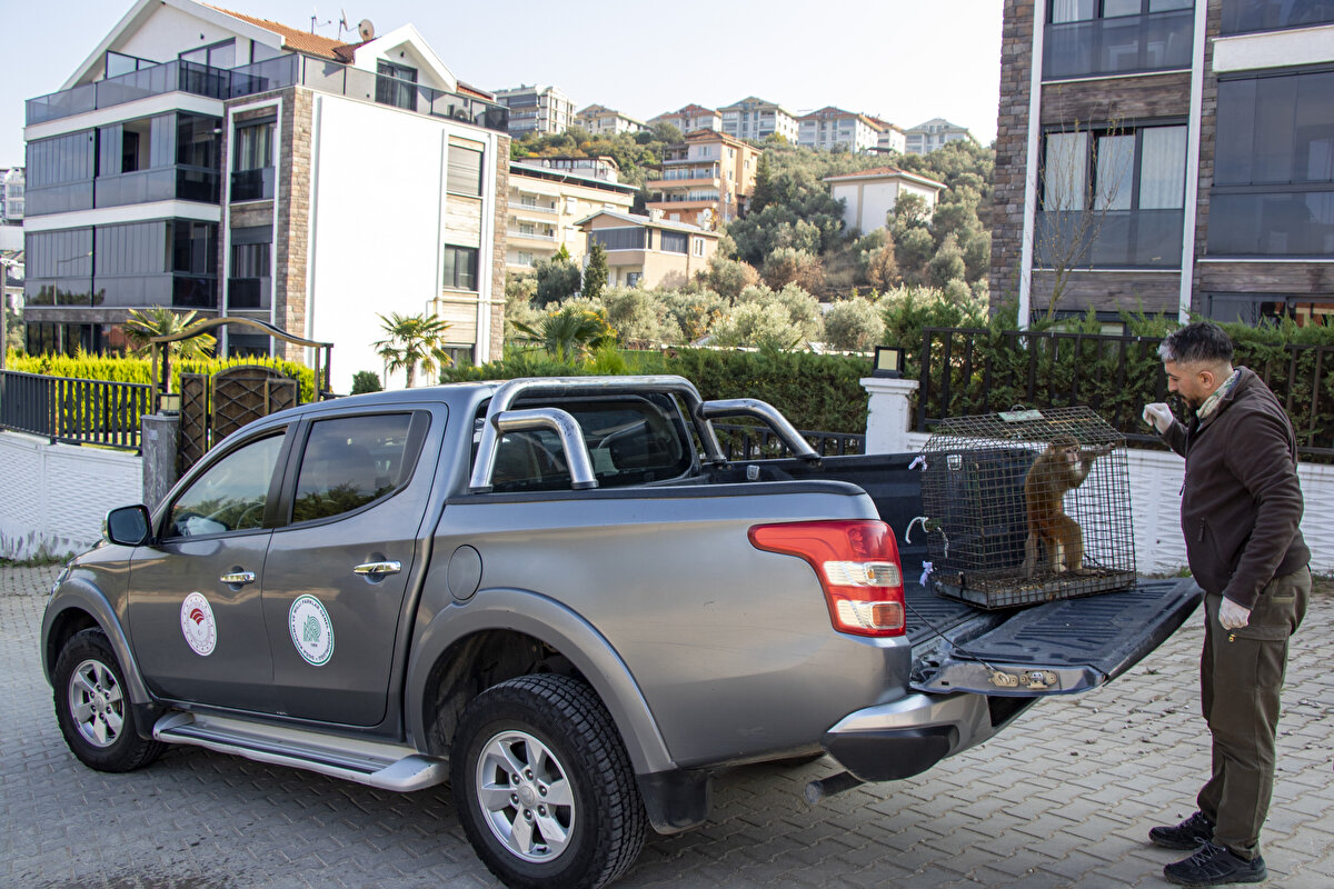 Balkondan eve giren maymunu gören vatandaşları, durumu ekiplere bildirdi.<br><br>Bölgeye, Tarım ve Orman Bakanlığı 2. Bölge Müdürlüğü ve Mudanya Belediyesi Veteriner İşlerine bağlı koruma-kurtarma ekipleri sevk edildi.