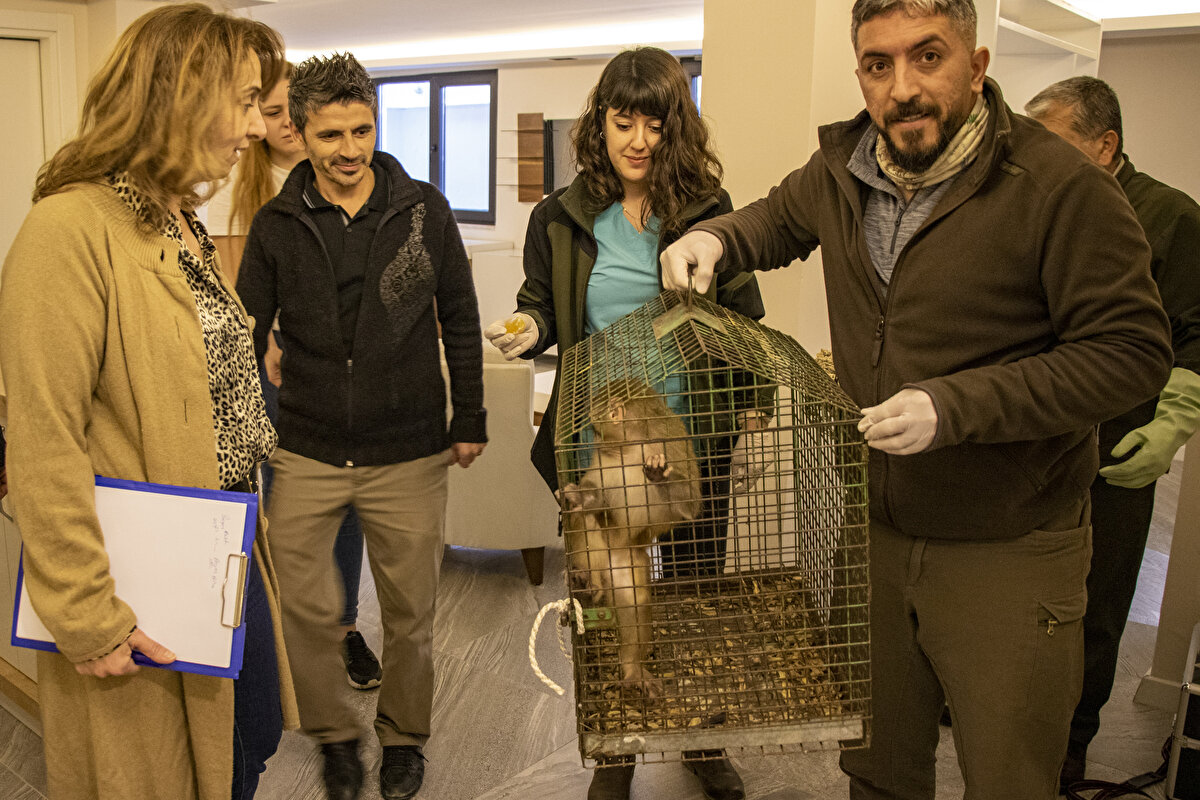 Makak türü dişi maymun yavrusu fileyle yakalandıktan sonra veteriner hekim tarafından muayene edildi.<br><br>Sağlık kontrolünden geçirildi<br>İlk kontrollerde sağlık durumunun iyi olduğu belirlenen maymunun vücudunda da herhangi bir travma olmadığı tespit edildi.<br><br>Koruma altına alınan maymun, Karacabey ilçesindeki Ovakorusu Celal Acar Yaban Hayvanları Kurtarma ve Rehabilitasyon Merkezi’ne götürüldü.