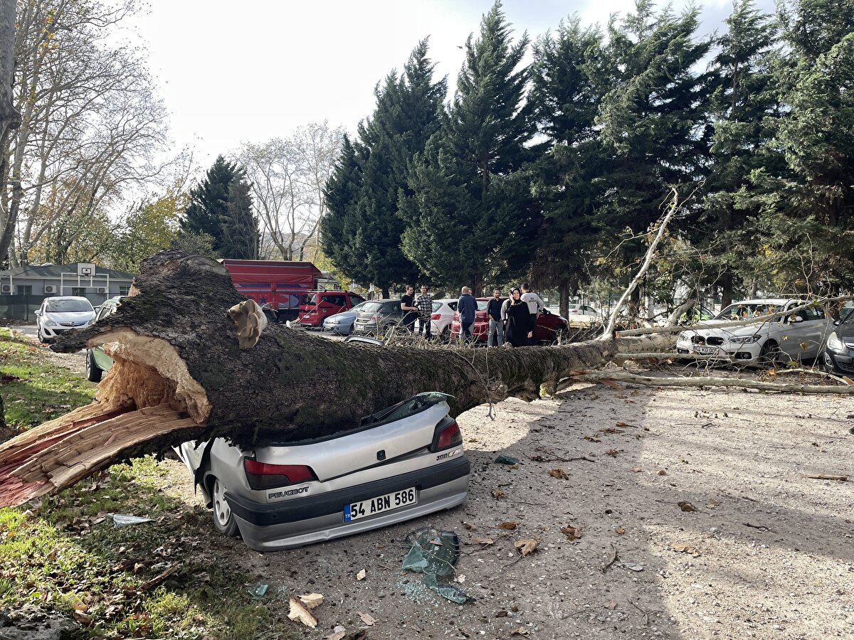 Kentte 3 gündür devam eden ve aralıklarla etkisini arttıran lodos nedeniyle Mithatpaşa Mahallesi Milli Egemenlik Caddesi'ndeki çınar ağacı ile başka bir ağacın dalları otopark olarak kullanılan arazideki araçların üzerine devrildi.
