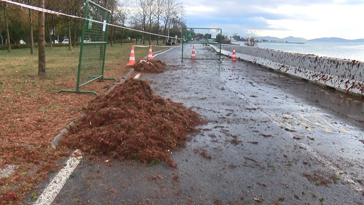 İstanbul’da iki gündür Lodos etkili oluyor. Dev dalgaların sürüklediği kırmızı renkteki yosunlar Caddebostan Sahili'ni ve kayalıkları kapladı.<br><br>