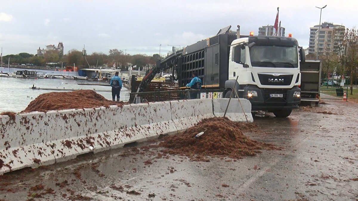 Sabah saatlerinden itibaren İstanbul Büyükşehir Belediyesi ekipleri sahil boyunca yosunları iş makinelerinin yardımıyla toplamaya devam ediyor.<br>