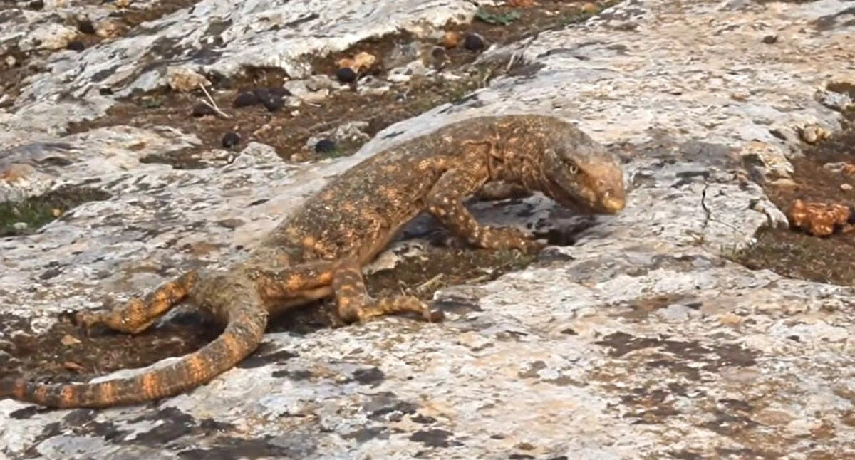 Şanlıurfa'da nesli tükenme tehlikesi altında olduğu bilinen çöl varanı bulundu.