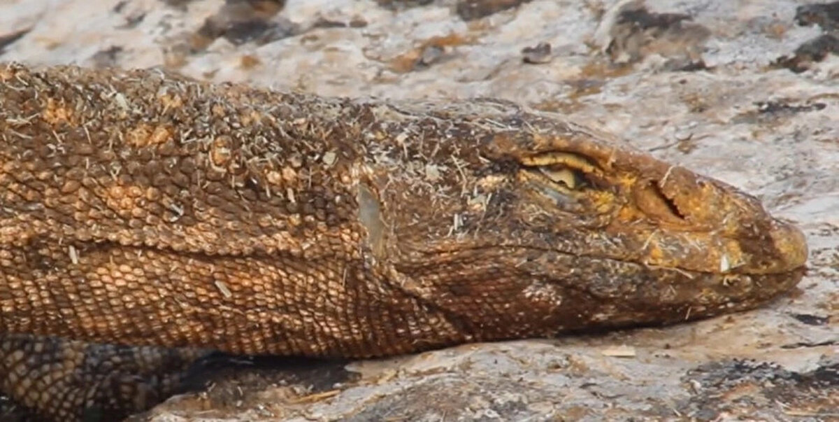 Tarım ve Orman Bakanlığı'nın resmi Twitter hesabından yapılan açıklamada, ''Şanlıurfa’da bitkin halde bulunan, nesli tükenme tehlikesi altındaki Çöl Varanı, veteriner hekimlerimiz tarafından tedavi ediliyor. Tedavisinin ardından ait olduğu yere, doğal ortamına yeniden kavuşacak'' sözlerine yer verildi.<br><br>