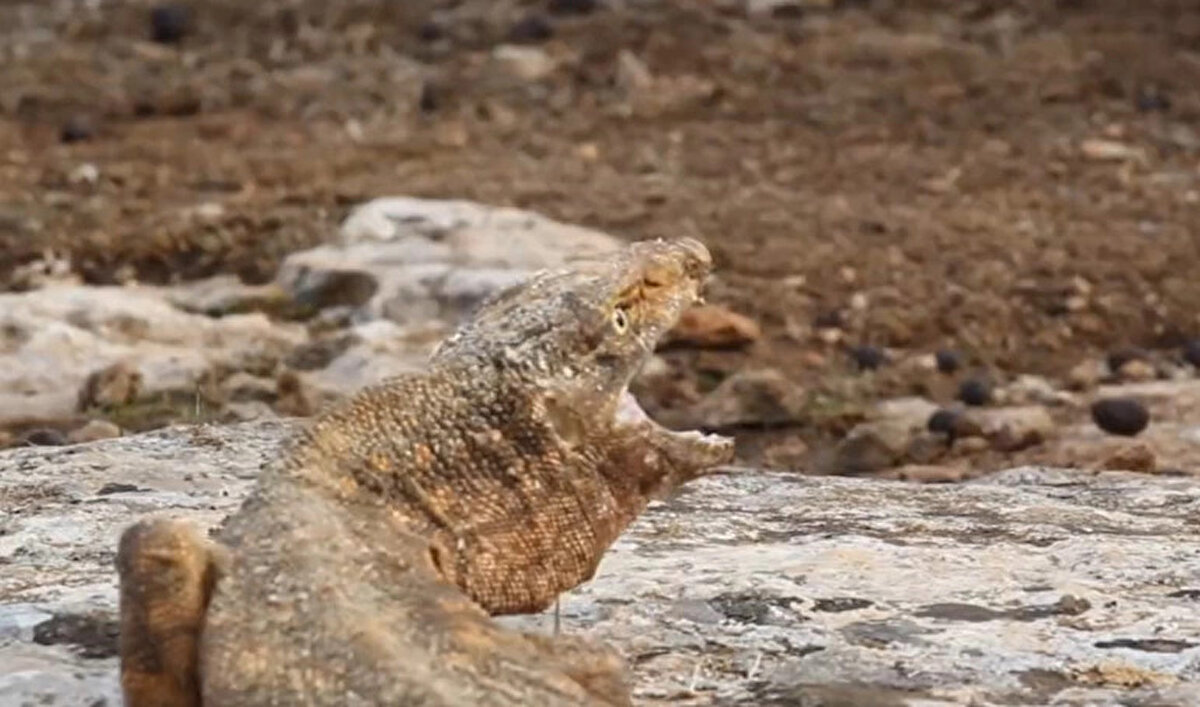 Çöl varanının yaklaşık 1,2 metreye kadar uzayabildiği ve ülkemizde sadece Şanlıurfa'da yaşadığı biliniyor.<br><br>