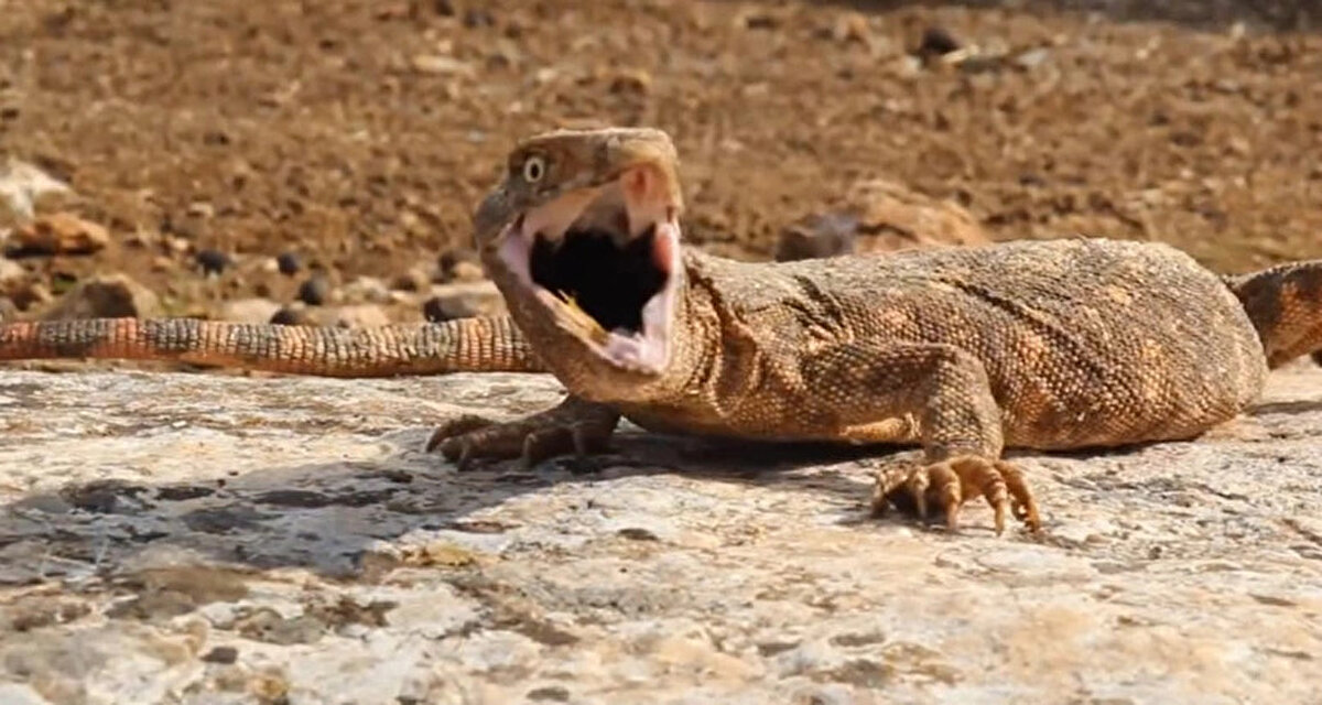 Genellikle örümcek ve hayvanların yumurtalarıyla beslendiği bilinen hayvanın kentte bitkin halde bulunduğu kaydedildi.<br><br>