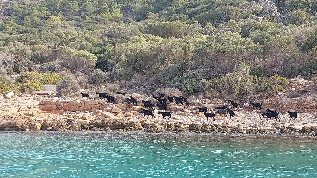 Taşucu Mahallesi'nde oturan Sarıkeçili Yörükler, her yıl belli dönemlerde otlamak için keçilerini teknelerle Dana Adası'na taşıyor.