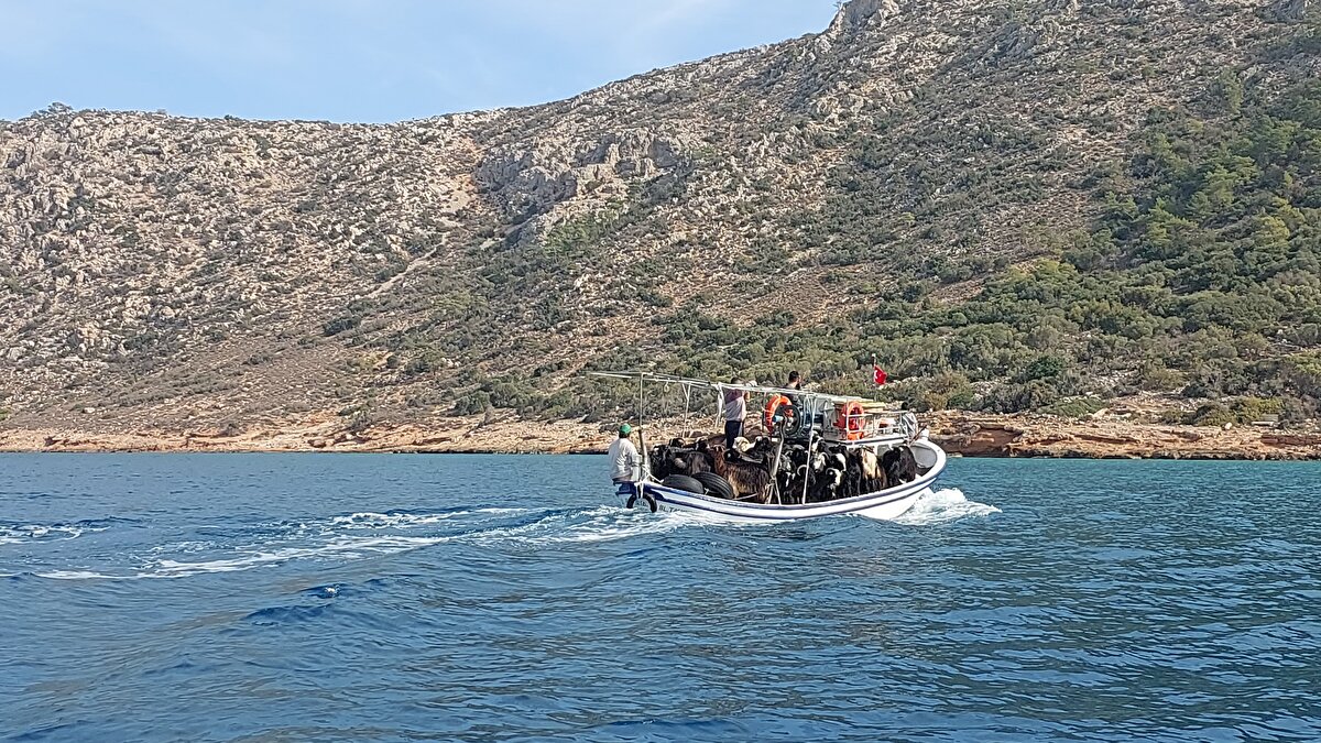 Bir süre adaya bırakılan keçilere, zaman zaman su da götürülüyor. 