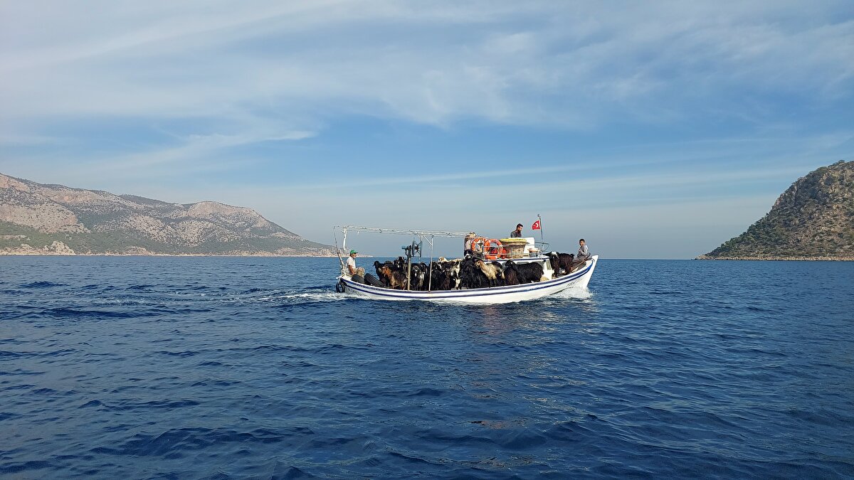Dana Adası'na yaklaşınca tekneden denize atılan keçiler yüzerek, karaya çıkıyor.
