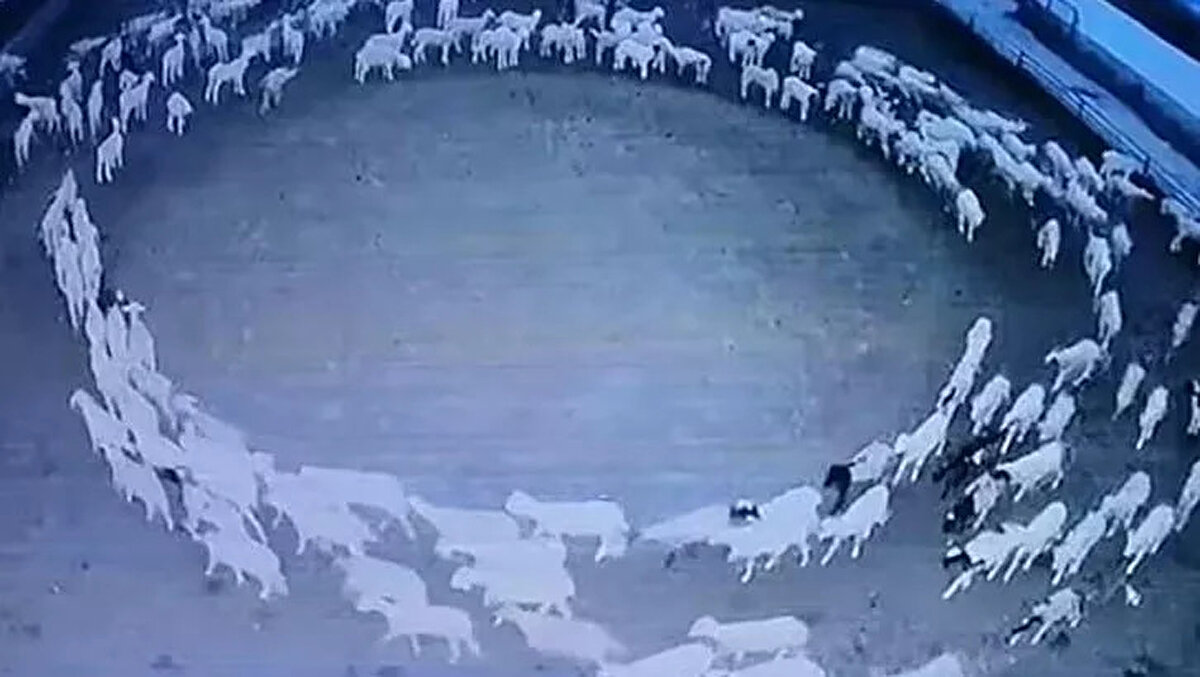 Koyunların sahibi olduğunu söyleyen Miao isimli kadın, sürüsünün davranışları karşısında şaşkına döndüğünü ifade etti. Miao, koyunların bu eyleminin, ilk olarak birkaç koyunla başladığını, daha sonraysa sürünün diğer üyelerinin de katıldığını aktardı.<br><br>