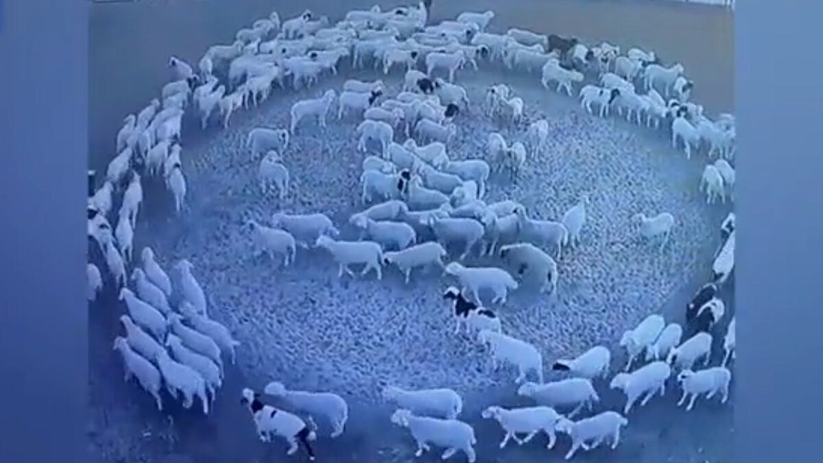Çin'deki koyunların söz konusu görüntülerdeki hallerinin yaklaşık 12 gündür sürdüğü bildirilirken sosyal medyada gündem olan görüntüler, koyunları anlamaya çalışan insanları şoke etti ve kafalarını karıştırdı.