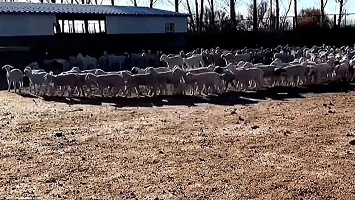 SADECE O AĞILDA ÇEMBER ÇİZİYORLAR<br><br>Çiftlikte bulunan güvenlik kameralarına takılan bu görüntülerde, yüzlerce koyunun bir daire içinde birbirini takip ettiği görülürken diğer koyunlar çemberin ortasında duruyor ve bazıları sonunda gösteriye katılmaya karar veriyor. Diğerleri ise çemberin tam ortasında kıpırdamadan duruyor.<br><br>Çiftlikte 34 koyun sürüsü var, ancak sadece 13 numaralı ağıldaki koyunların bu hareketi gerçekleştirdiği bildirildi. Koyunların bu şekilde davranmasına ve bu şaşırtıcı gösteriyi yapmasına neyin sebep olduğu ise bilinmiyor.<br><br>