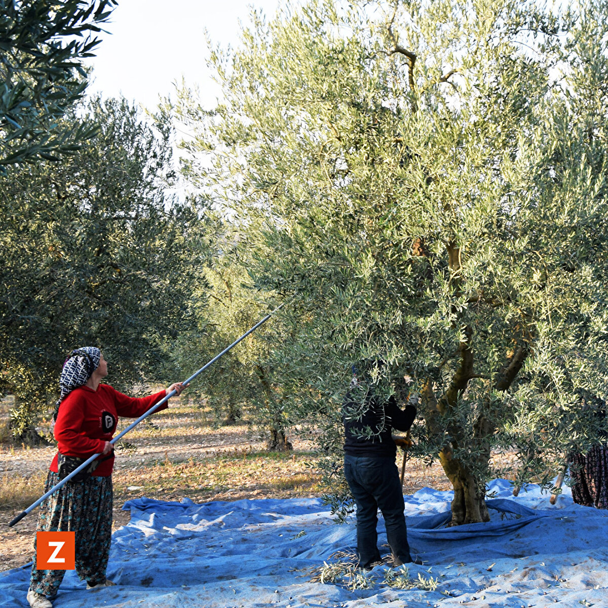 Osmaneli ve çevre ilçelerde zeytinlerini toplayan çiftçiler, ürünlerinin bir bölümünü Marmarabirlik'e satıyor, kalanını da sıktırarak yağ ihtiyaçlarını karşılıyor.
