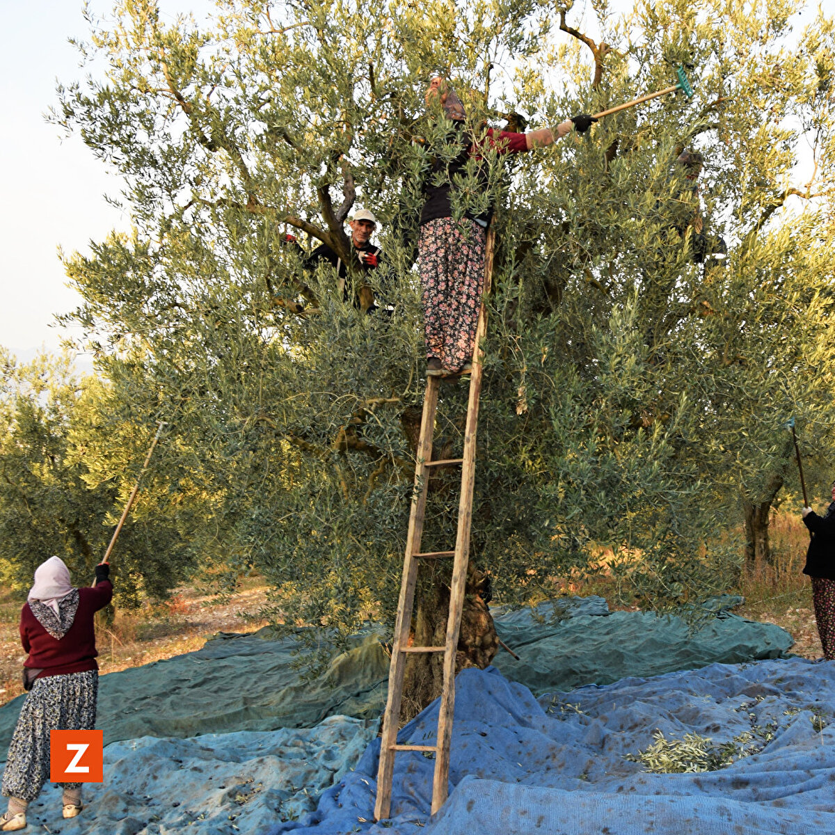 <br>Hasadı devam eden zeytinde, 11 bin 500 dekarı Osmaneli'de olmak üzere 17 bin dekar alandan 3 bin ton rekolte bekleniyor.<br>