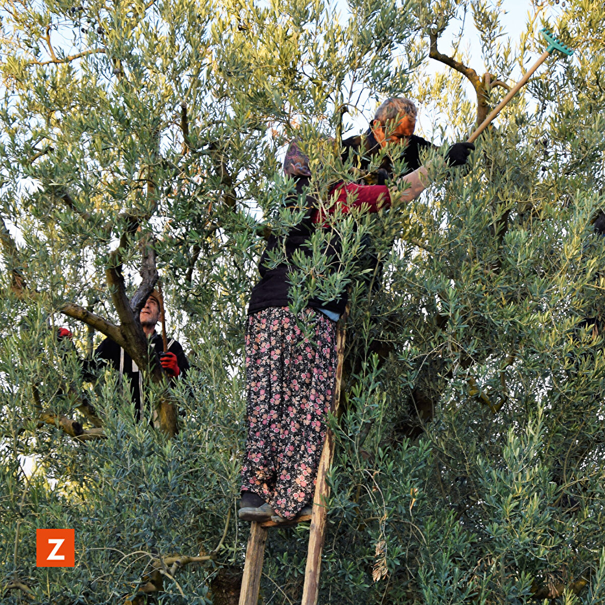 Üreticiler, çoğunlukla makine ve tarakla hasat ettikleri zeytinin zedelenmesini ve toprakla temasını ağaç altlarına "yaygı" sererek önlemeye çalışıyor.<br>