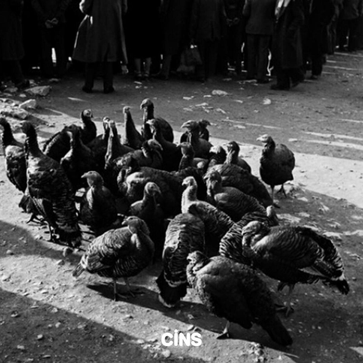 Yolunuza aniden hindiler çıkabilir