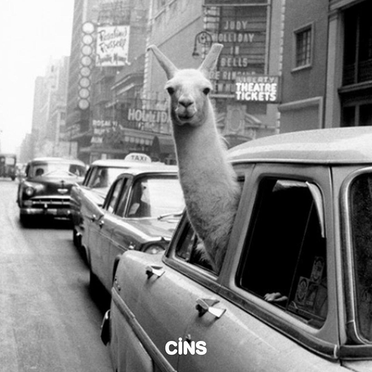 New York, bir lama size selam verebilir