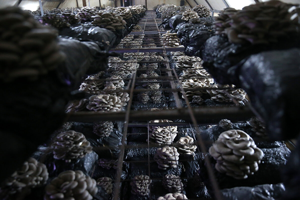 "2023 sonuna kadar 15-16 ton mantar üretmeyi hedefliyoruz"<br><br>Kaymakam Metin Eyyüpkoca, AA muhabirine, piyasa araştırması yapıldıktan sonra mantar üretimine karar verdiklerini söyledi.