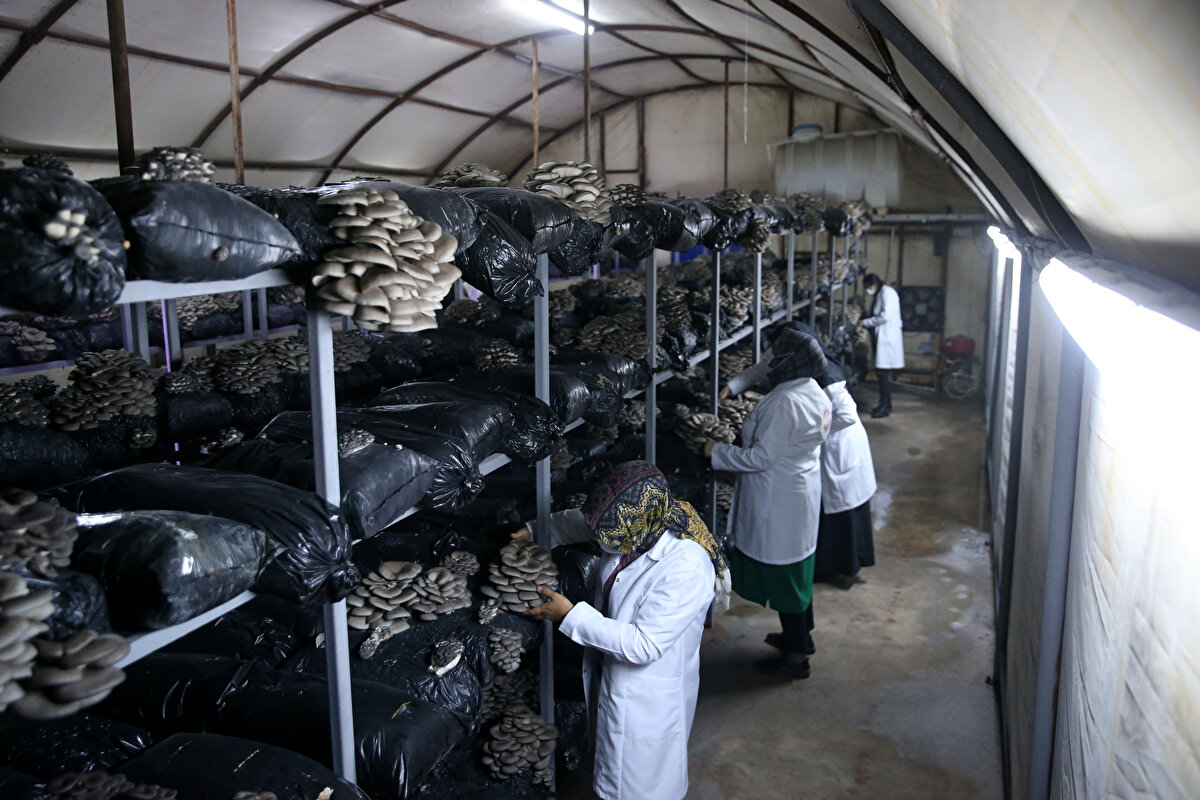 İlçede ilk etapta 7 kadının bir araya gelmesiyle kurulan Tomarza Kadın Girişimi Üretim ve İşletme Kooperatifinde, pazar sorunu yaşanmayan istiridye mantarının üretimi için kadınlar eğitim aldı.<br><br>Kaymakamlık ve belediye desteğiyle oluşturulan 100 metrekarelik çadırda istiridye mantarı yetiştirmek için temin edilen kompostlar ile üretime başlayan kadınlar, ayrıca kaymakamlığın tahsis ettiği binada ördükleri el işlerini ve çeşitli malzemelerden ürettikleri hediyelik eşyaları da satışa sunuyor.