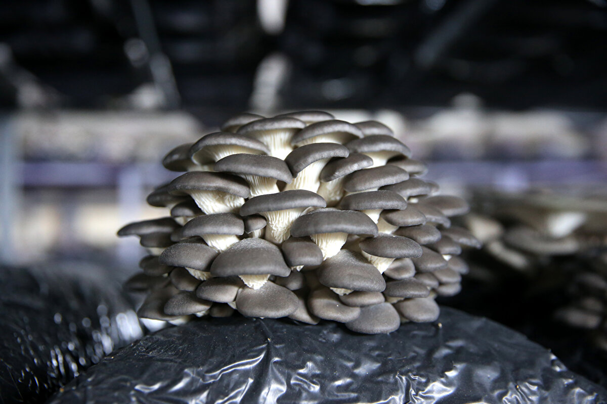 Eyyüpkoca, üretimden memnun olduklarını belirterek, "Yaklaşık 3 ton istiridye mantarı üretildi. Gerek Ankara gerek Kayseri'deki büyük marketlerle iletişim kurduk. 2023 sonuna kadar 15-16 ton mantar üretmeyi hedefliyoruz." diye konuştu.