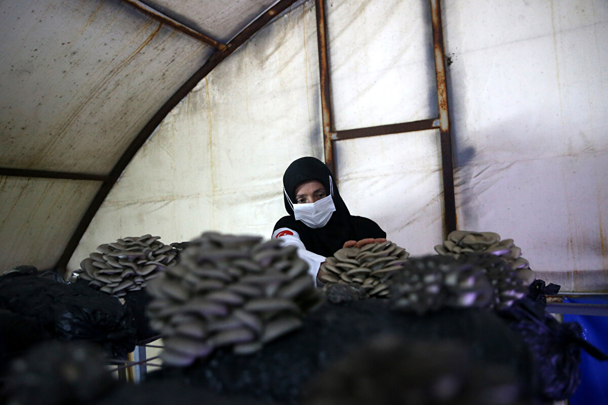 İlk ürünlerinden güzel verim aldıklarını anlatan Cam, "Ürünlerimizi almak isteyen çok. Bunlar bizim için çok kıymetli. Şimdiden hepsini sattık diyebiliriz. Bize de ek gelir kapısı oldu." ifadesini kullandı.<br><br>