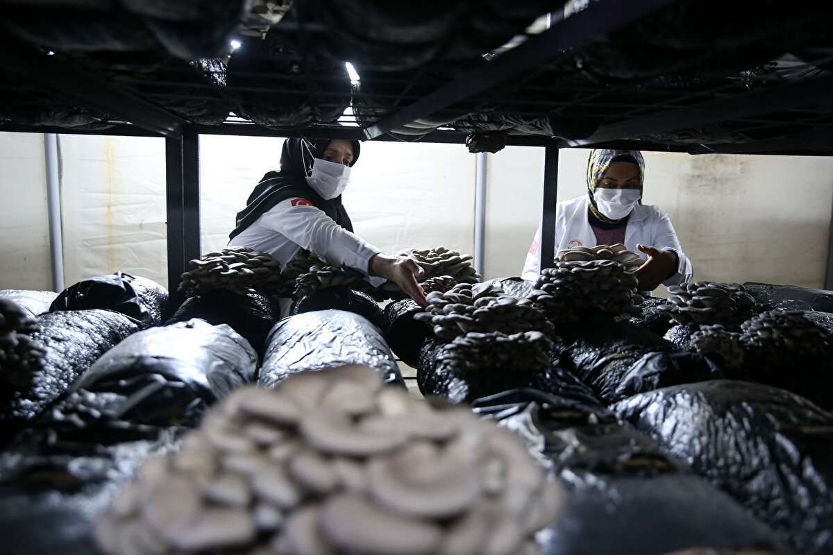 "Bu yola çıktık ve başardık"<br><br>Tomarza Kadın Girişimi Üretim ve İşletme Kooperatifi Başkanı Mevlana Cam, her gün mantar üretilen çadıra gelerek rutin kontrolleri yaptıklarını dile getirdi.