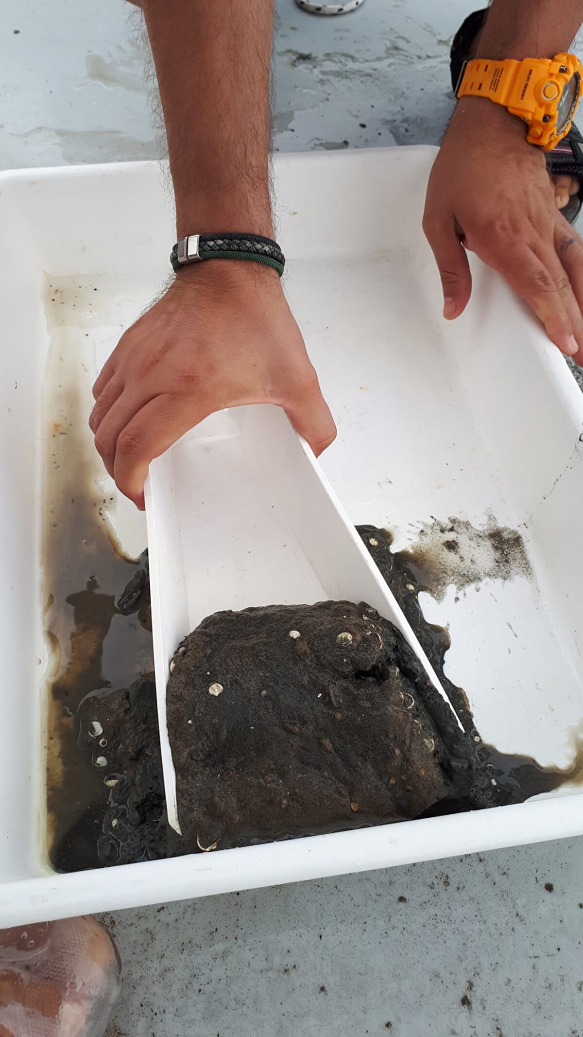 SÜRMENE'DE BAKIR, KURŞUN VE ÇİNKO; ORDU'DA ARSENİK<br><br>Araştırmaya göre, litre başına en fazla bakır oranı; 170 miligram ile Sürmene'de, 162 miligram ile Ordu'da, 135 miligram ile Artvin'in Hopa ilçe kıyısında tespit edildi. Toksik metal türlerinden kurşun ise en fazla 62 miligramla Sürmene, 56 miligramla Hopa ve 54 miligramla Düzce'nin Akçakoca ilçesi kıyılarında belirlendi. En fazla kirlilik yükü oluşturan metallerden çinko ise 160 miligramla Sürmene, 150 miligramla Ordu kıyılarında görülürken, zehirleyici etkisi bulunan arsenik de en fazla 28 miligram ile Ordu ile yakın ilçe kıyılarında görüldü.