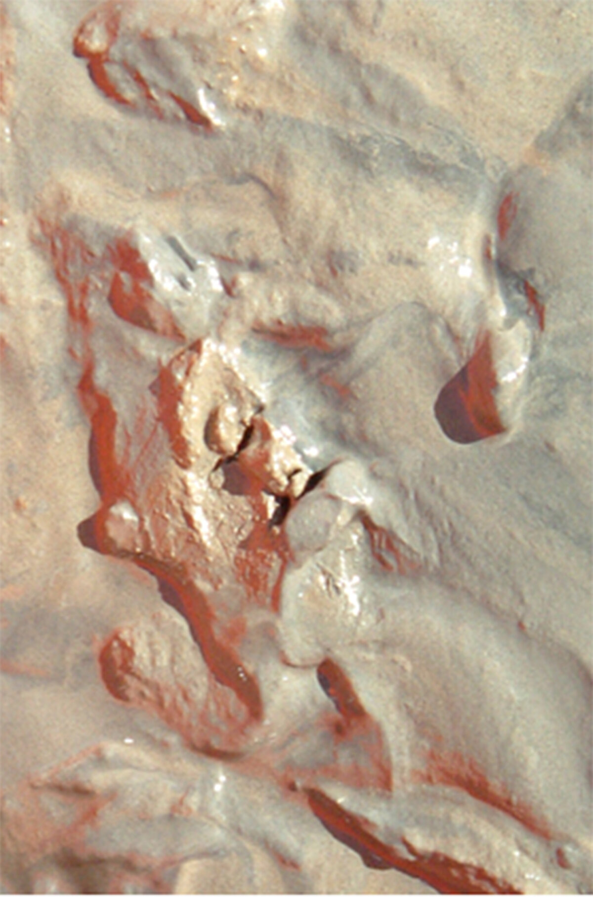 'BAKIR VE KURŞUN LİMİTLERİN ÜSTÜNDE'<br>KTÜ Deniz Bilimleri ve Teknolojisi Enstitüsü'nde görevli Doç. Dr. Koray Özşeker, 11 ili kapsayan araştırmaları ile ilgili "Karadeniz bölgesinin 1100 kilometrelik kıyı şeridinin tamamını çalıştık. 31 istasyon belirledik ve Doğu, Batı ve Orta Karadeniz olarak 3 kısımda inceledik. Tespit ettiğimiz sonuçlar, daha önce yapılan bölgesel çalışmaların sonuçlarıyla benzerlik gösteriyor. Bu da, ağır metal açısından daha önce kirlilik unsurları devam ediyor anlamına gelir. Verileri kirlilik indekslerine göre yorumladık ve buna göre bakır ve kurşun toksik metallerinin limitlerin üzerinde olduğunu tespit ettik. Arsenik ve çinko için de limite yakın olduğunu ve limit üstüne artış gösterebileceğini söyleyebiliriz. Bölgesel olarak kıyaslarsak Doğu Karadeniz bölgesindeki metal değerlerinin Orta ve Batı Karadeniz bölgesine göre daha yüksek olduğunu tespit ettik" dedi. <br><br>Maden yatakları ve maden ocaklarının varlığının, Karadeniz'deki ağır metal yükünü artırdığını belirten Özşeker, "Bölgemizde en yüksek bakır ve kurşun değerlerine Çamburnu, Hopa ve Çayeli istasyonu yakınlarında tespit ettik. Bu aslında beklenen bir durumdu. Bu bölgelerde karasal olarak çok sayıda maden yatakları ve maden işletmeleri aktif olarak çalışıyor. Her ne kadar önlem alsalar da bu madenlerden akarsularla beraber denizlerimize ağır metal geçiyor" diye konuştu. 