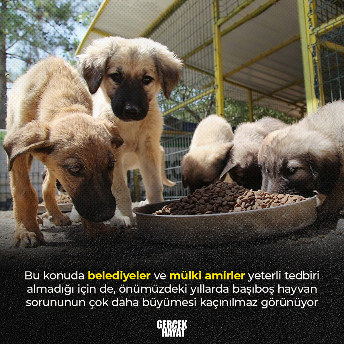 Önümüzdeki yıllarda başıboş hayvan sorununun çok daha büyümesi kaçınılmaz görünüyor