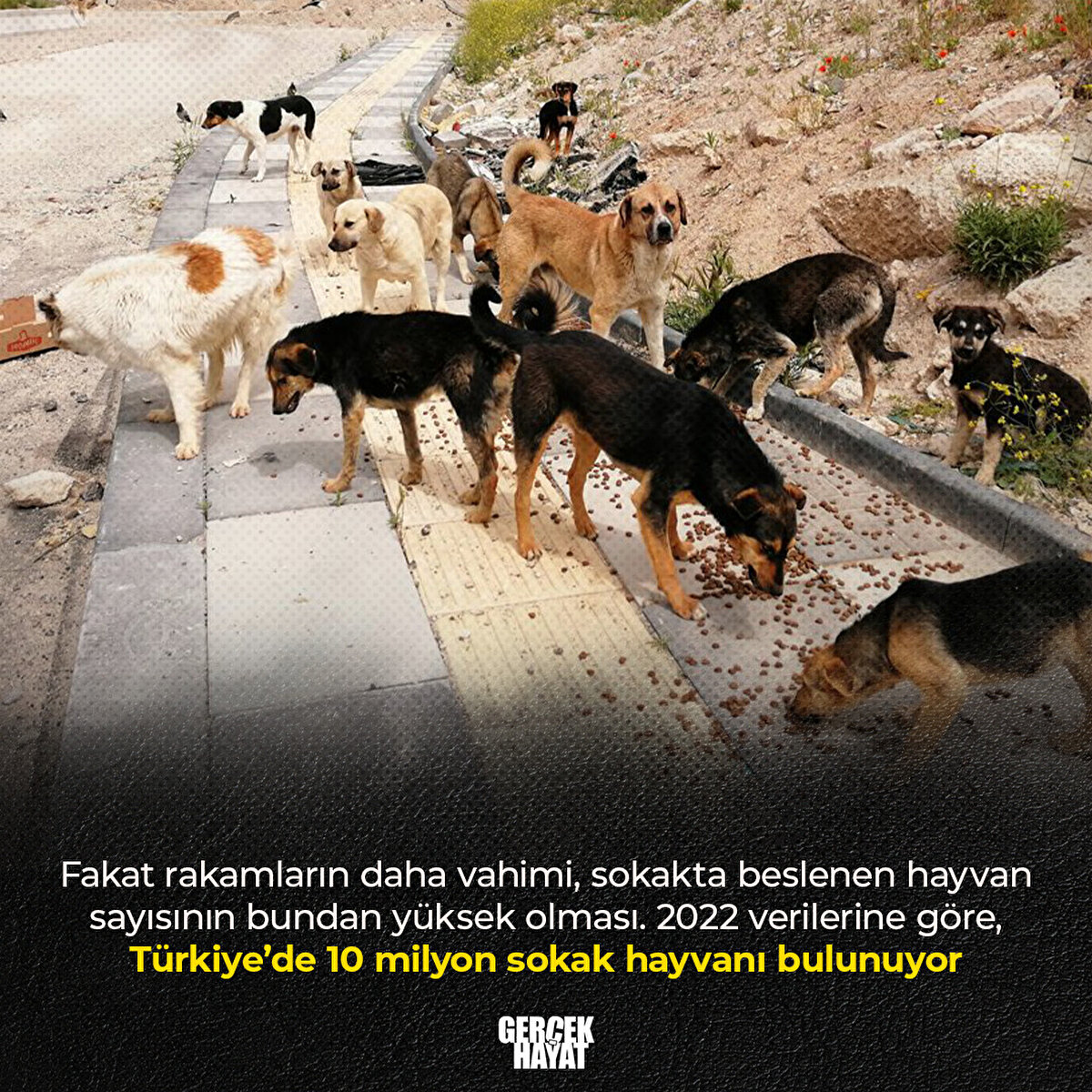 2022 verilerine göre, Türkiye’de 10 milyon sokak hayvanı bulunuyor