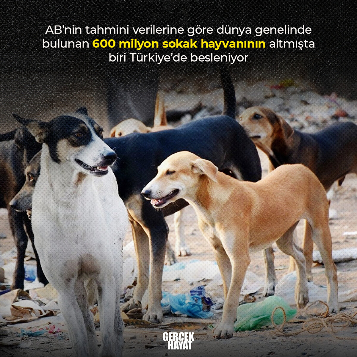600 milyon sokak hayvanının altmışta biri Türkiye’de besleniyor
