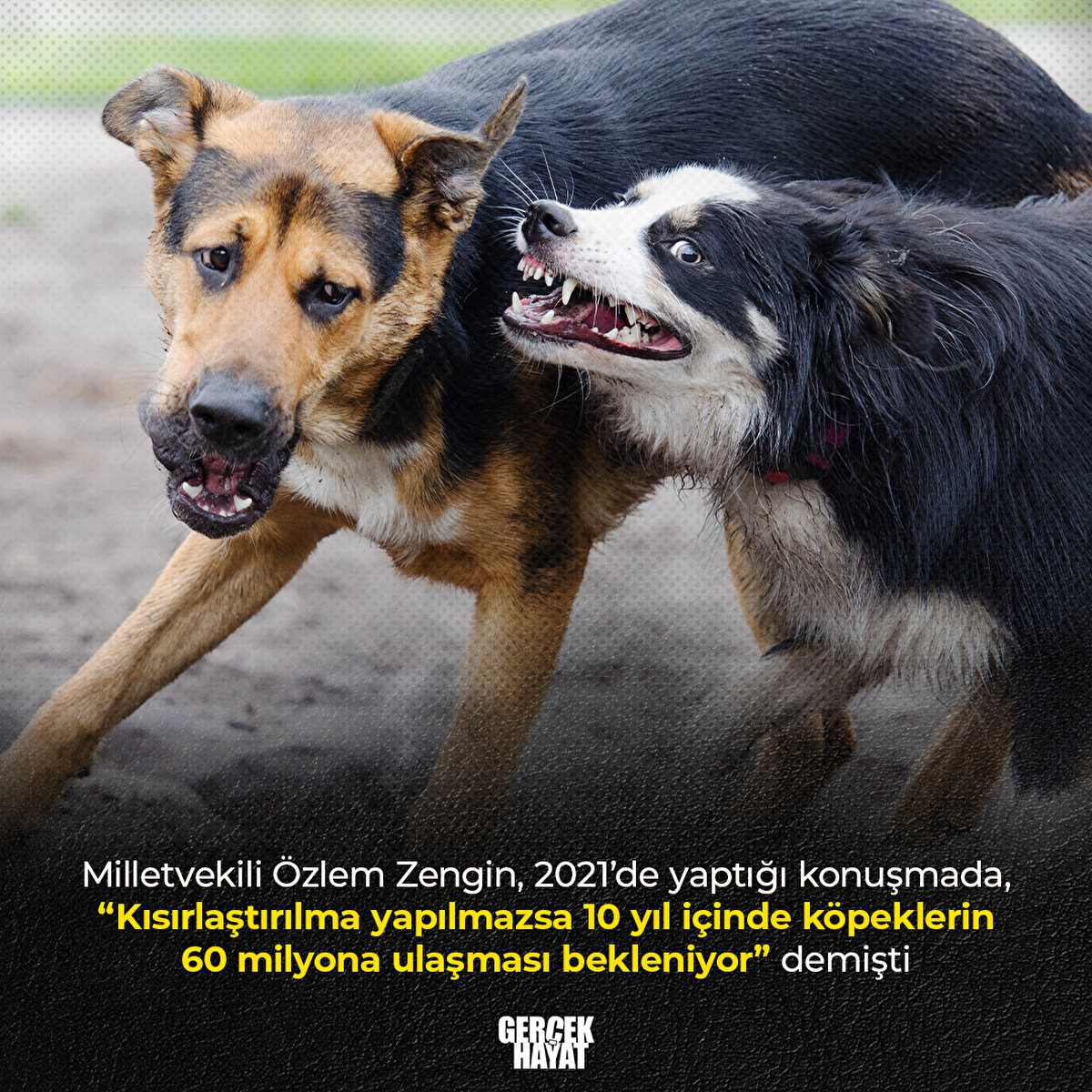 “Kısırlaştırılma yapılmazsa 10 yıl içinde köpeklerin 60 milyona ulaşması bekleniyor”