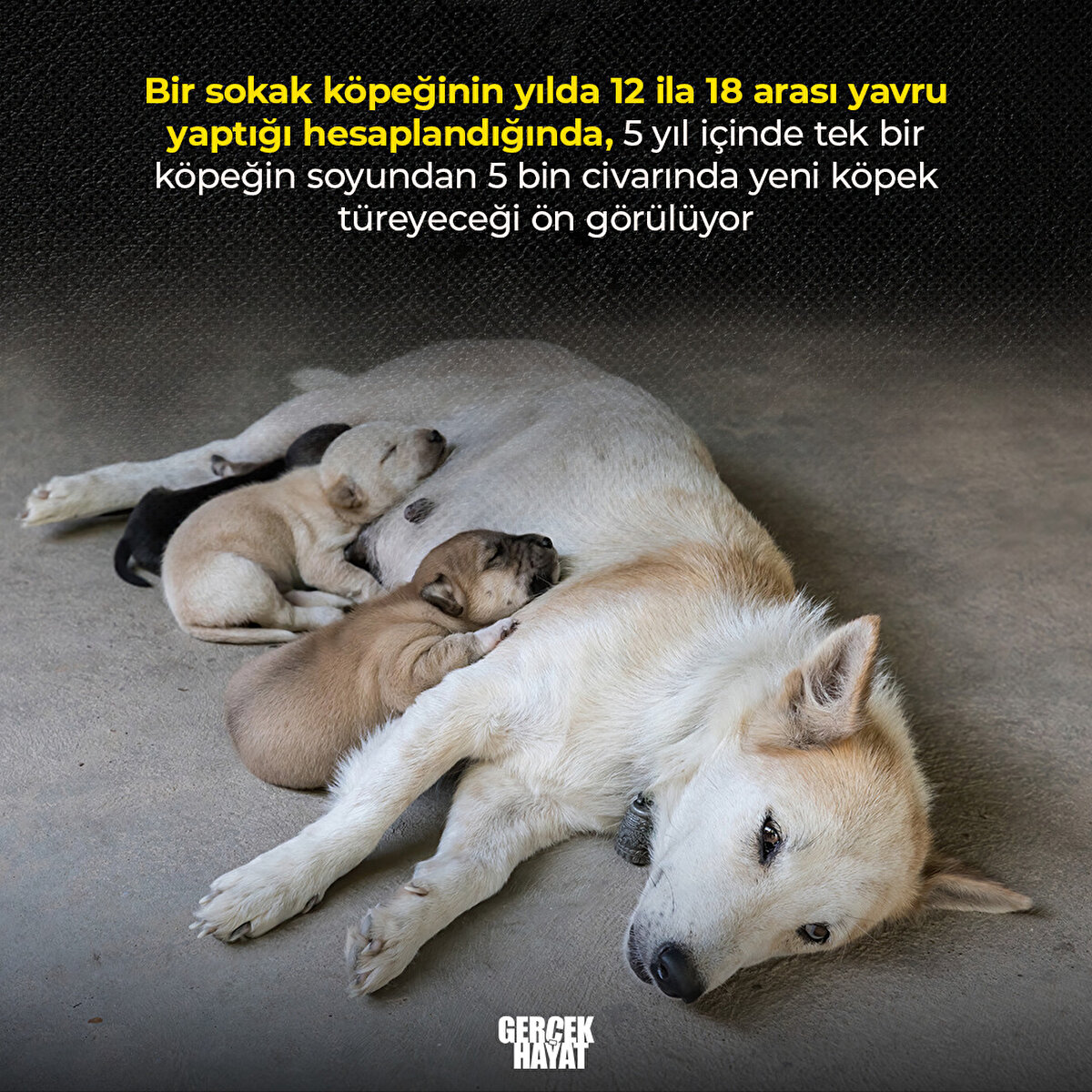 5 yıl içinde tek bir köpeğin soyundan 5 bin civarında yeni köpek türeyeceği ön görülüyor