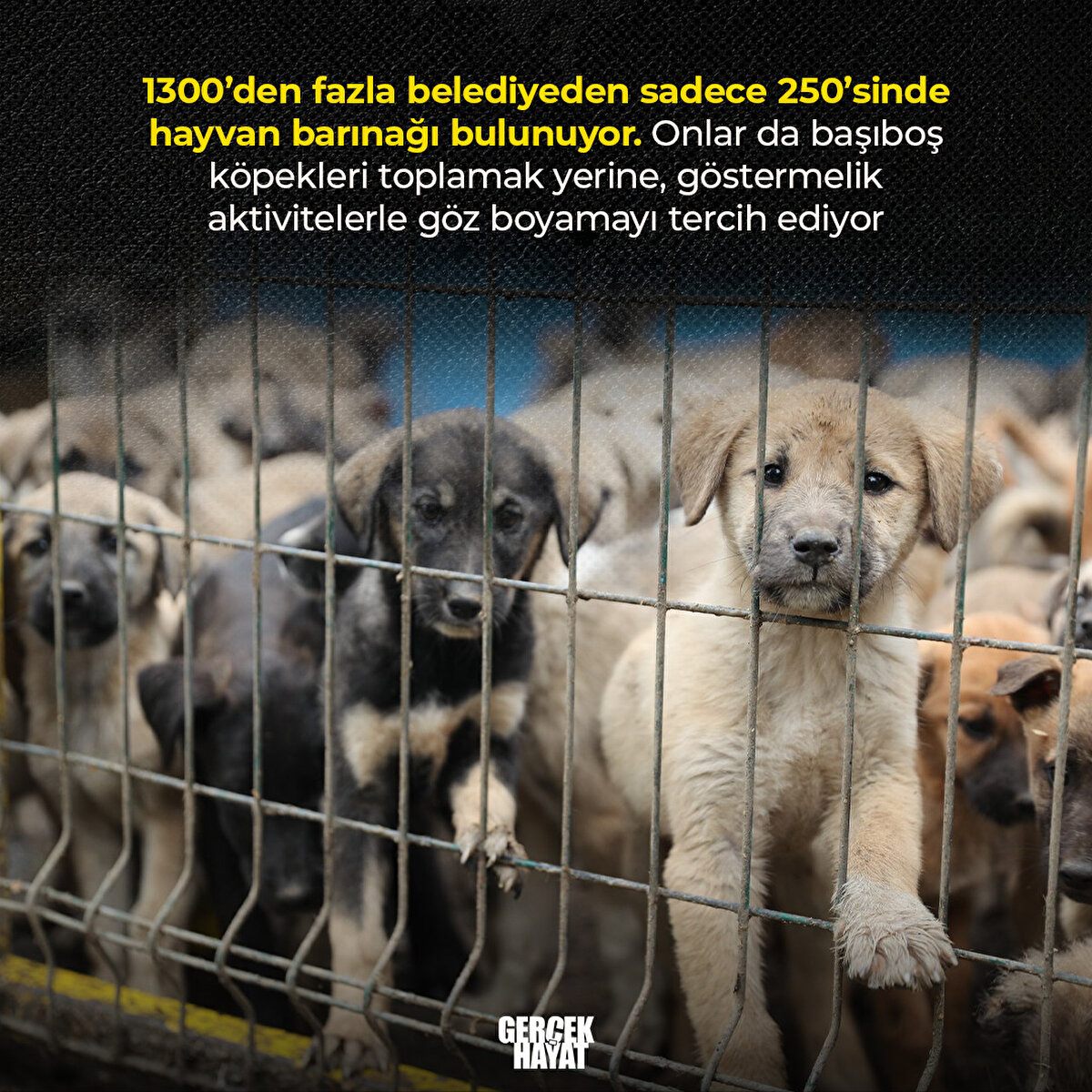 Onlar da başıboş köpekleri toplamak yerine, göstermelik aktivitelerle göz boyamayı tercih ediyor