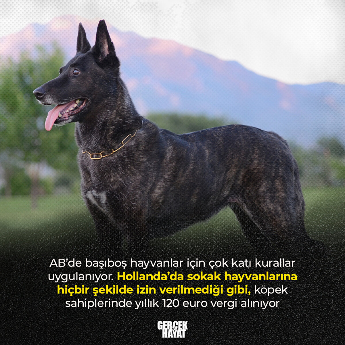 AB’de başıboş hayvanlar için çok katı kurallar uygulanıyor