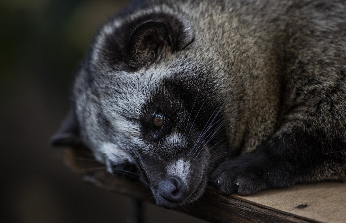Budiani, kahve çekirdeğinin Misk kedisinin dışkısından ayrıştırıldığı süreci de anlattı.<br><br>Kahve çekirdeklerinin hayvanın midesinden çıktıktan sonra sıcak su ile yıkandığını, daha sonra bir süre kaynatıldığını aktaran Budiani, haşlanan kahve çekirdeklerinin de tercihen güneşte kurumaya bırakıldığını ve daha sonra kabuğunun soyulduğunu söyledi.