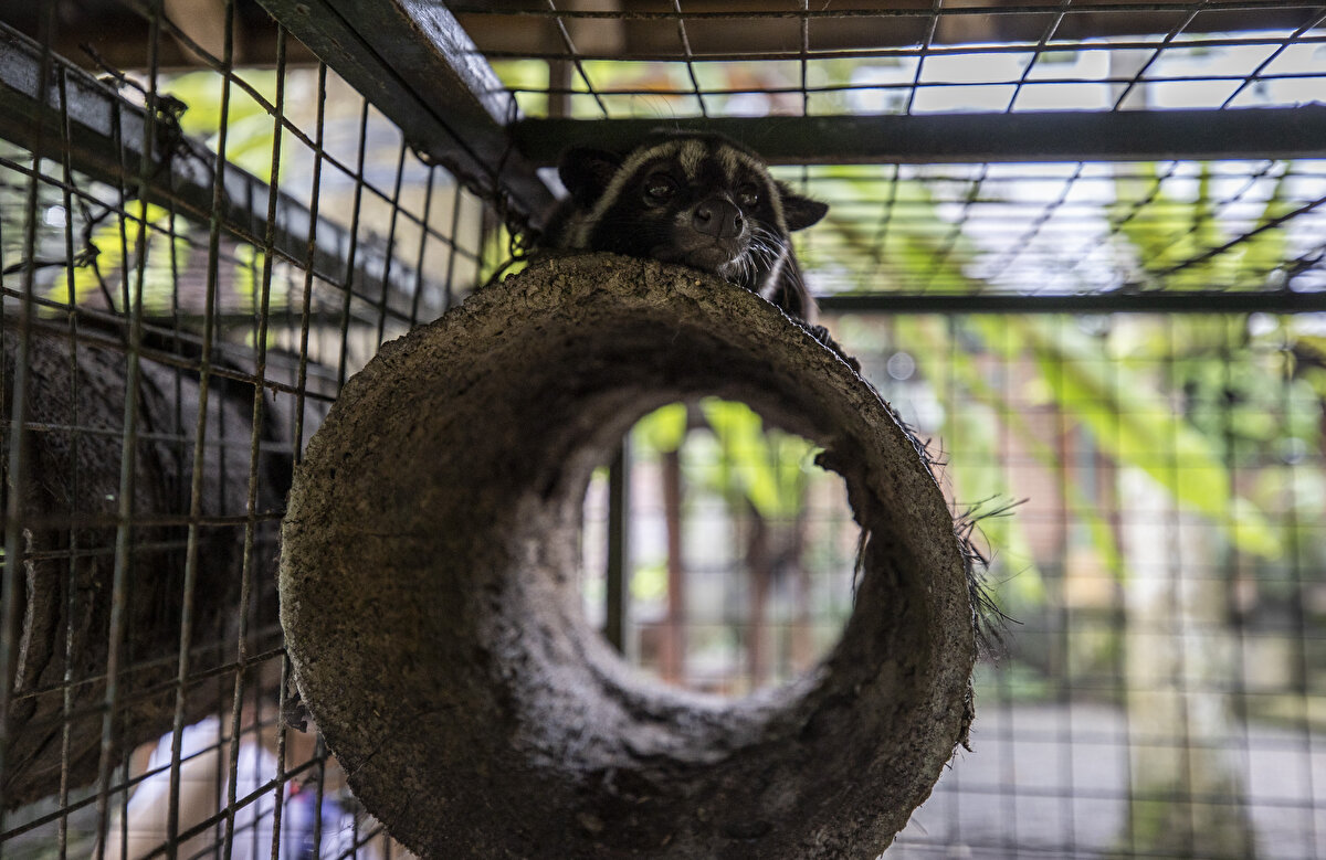 Çeşitli kahve ve yerli çay seçenekleri de bulunuyor<br><br>Öte yandan kahve çiftliği, Luwak ve Bali kahvesinin yanı sıra ziyaretçilerine çok çeşitli, egzotik ve yerli çay seçenekleri de sunuyor.<br>