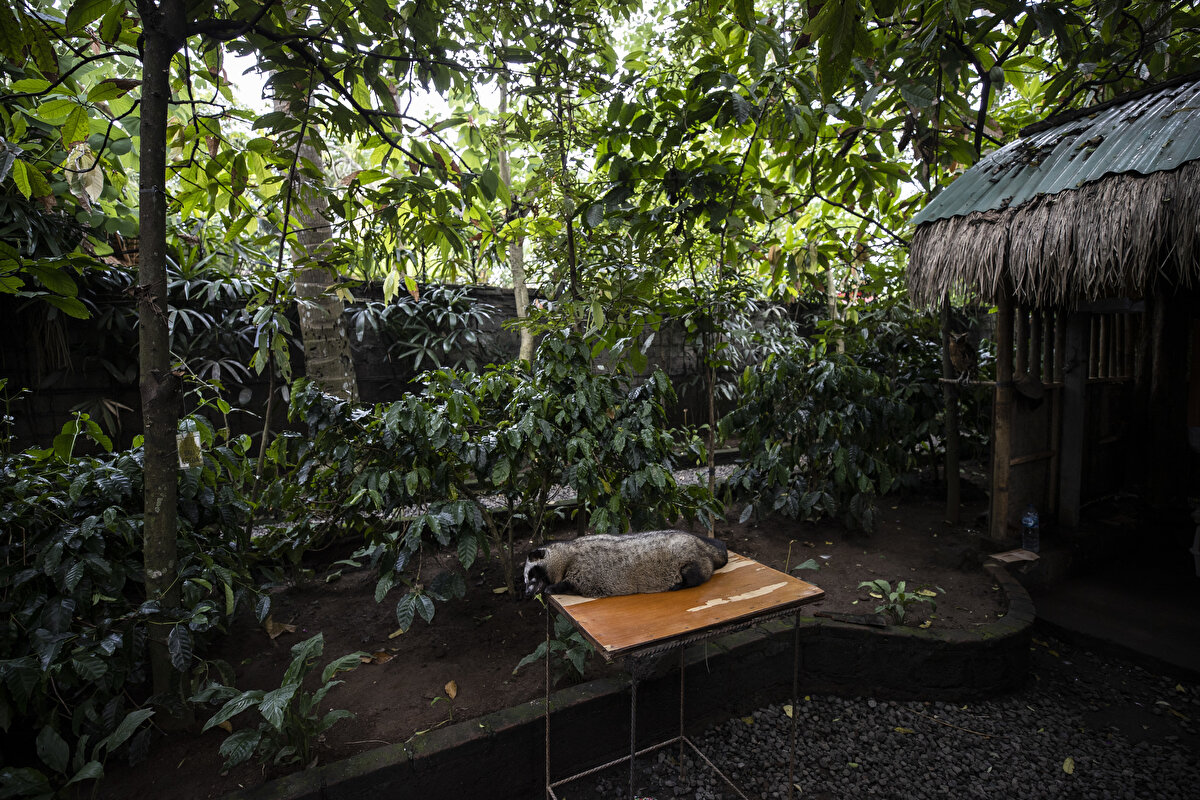 Luwak kahvesinin kilosu, üretim işlemleri ve kalitesine göre, bin dolara kadar alıcı buluyor.