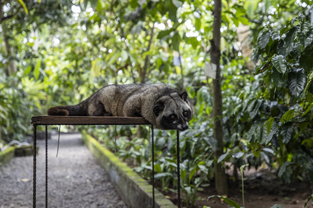Endonezya'da, Luwak ya da Musang (Paradoxurus) olarak da adlandırılan Misk kedisinin midesinde sindirilemeyerek fermantasyona uğrayan çekirdekten elde edilen kahve, geleneksel kahve çeşitlerine göre daha az kafein içeriyor.