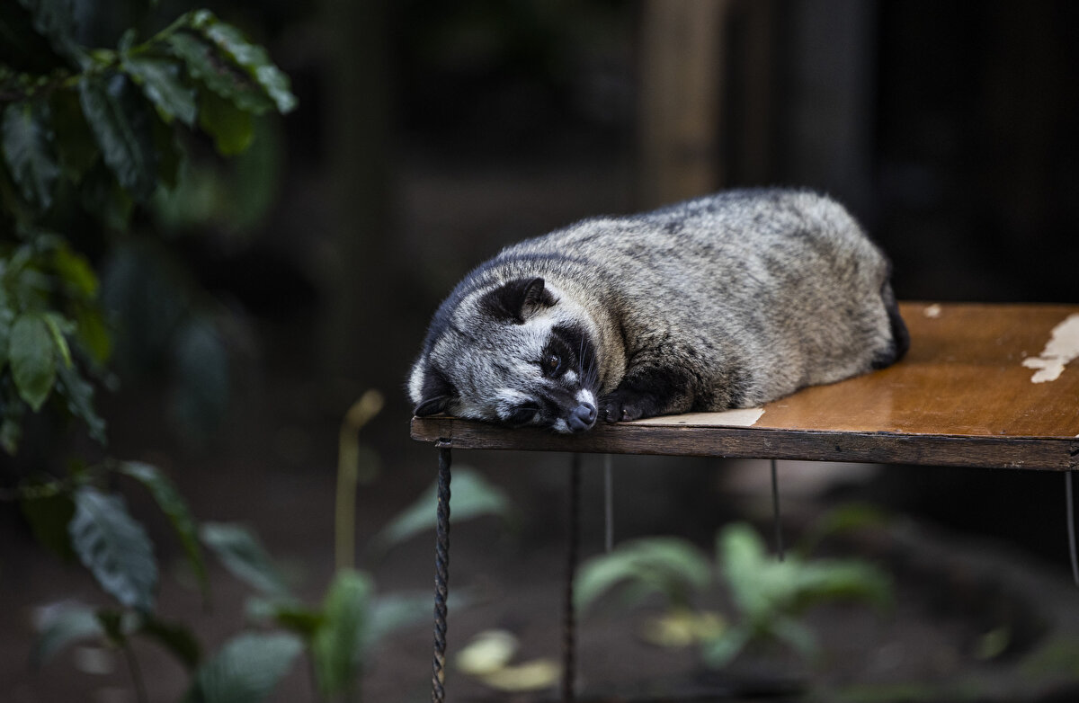 Kahve meyvesi sabaha kadar Misk kedisinin midesinde bekliyor<br><br>Luwak'ın "özel bir kahve" olduğuna dikkati çeken Budiani, bu sıra dışı hayvanın, ağaçlardan toplanan kahve meyvesini gece yediğini ve sabaha kadar midesinde beklediğini söyledi.