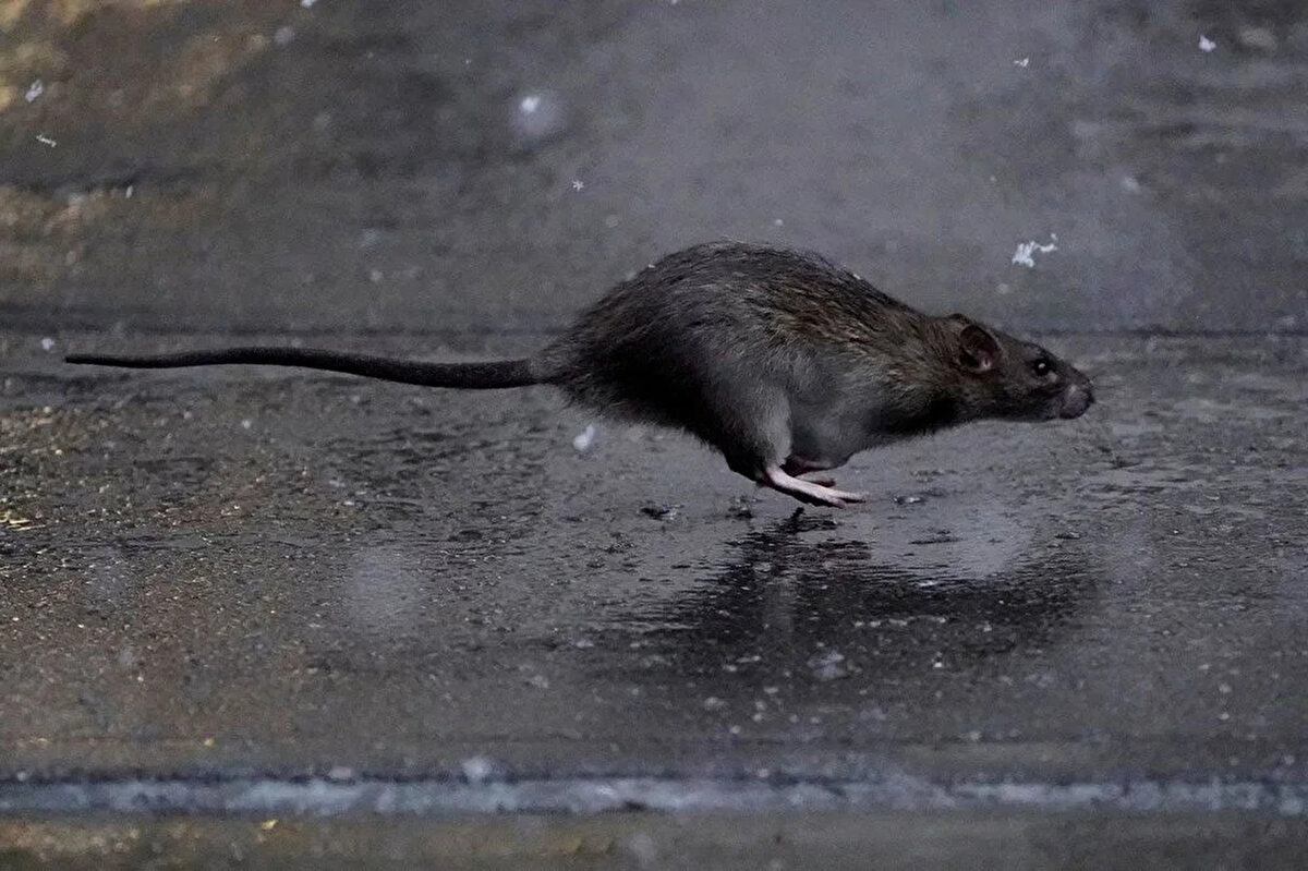 Diğer taraftan, haşere kontrol şirketi Orkin'in son yıllık sıralamasına göre New York, ABD’nin "en çirkin ikinci" kenti oldu. ABD'nin en çirkin kenti ünvanı ise Illiniois eyatinde yer alan Chicago'ya ait. Ekim ayı itibarıyla, New York'un sanitasyon departmanı 2022'de 21 bin 600'den fazla fare şikayeti bildirdi ve oran 2019’a göre yüzde 67 arttı.<br><br>