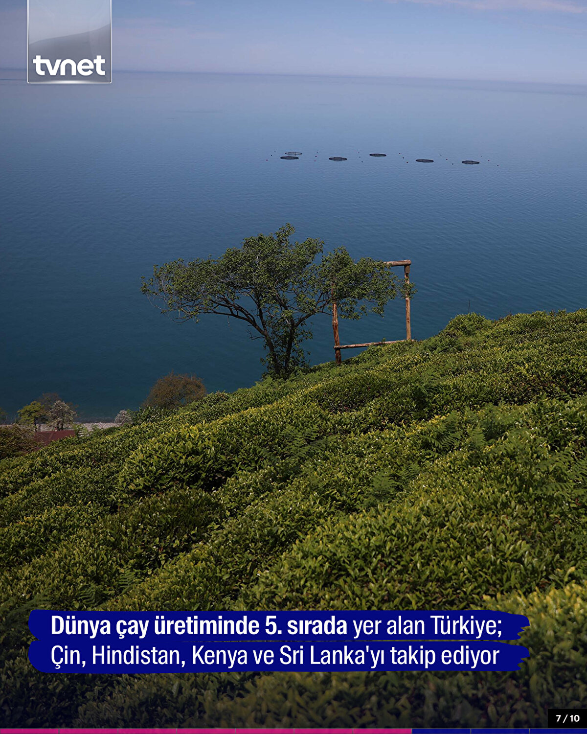 Dünya çay üretiminde 5. sırada yer alan Türkiye; Çin, Hindistan, Kenya ve Sri Lanka'yı takip ediyor