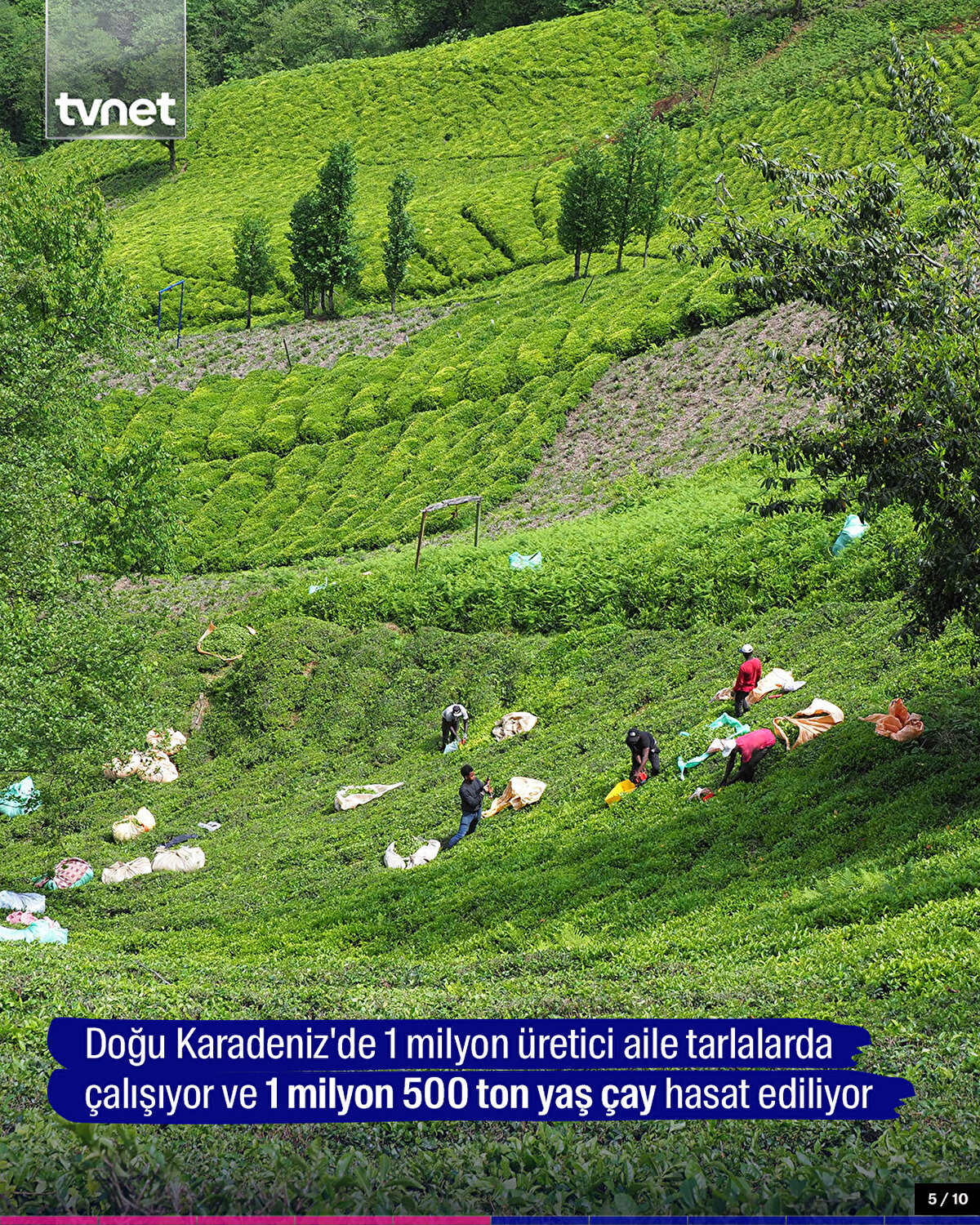 Doğu Karadeniz'de 1 milyon üretici aile tarlalarda çalışıyor ve 1 milyon 500 ton yaş çay hasat ediliyor